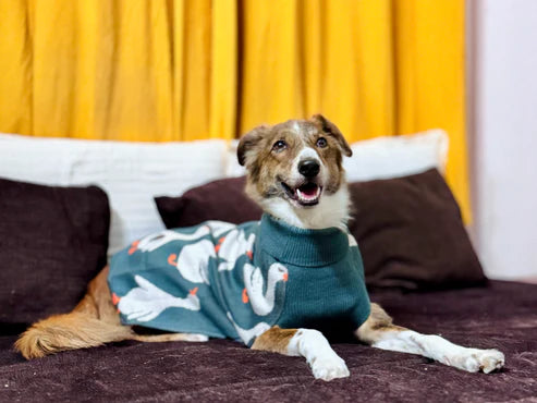  Quack Cozy Knit Sweater for Dogs | Duck-Themed Warm Pet Outfit Petspalz