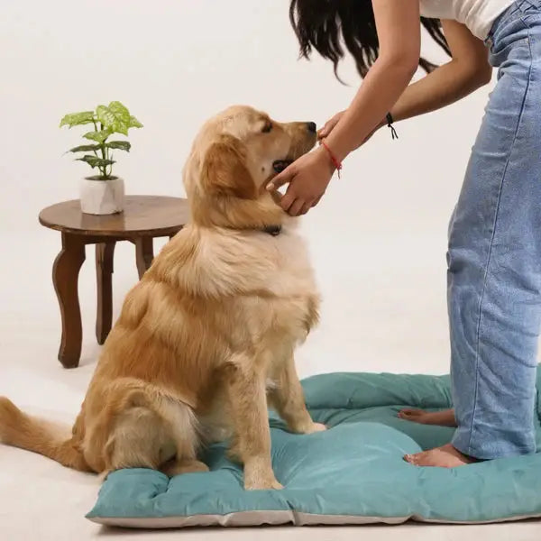 Buy Therma Flow Summer Dog Bed Petspalz  Petspalz
