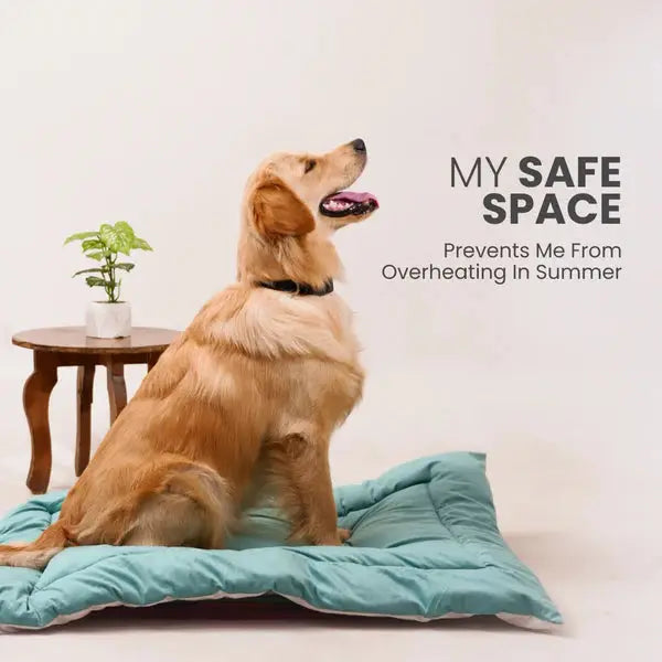  Buy Therma Flow Summer Dog Bed Petspalz  Petspalz