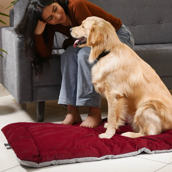  Buy Therma Flow Summer Dog Bed Petspalz  Petspalz