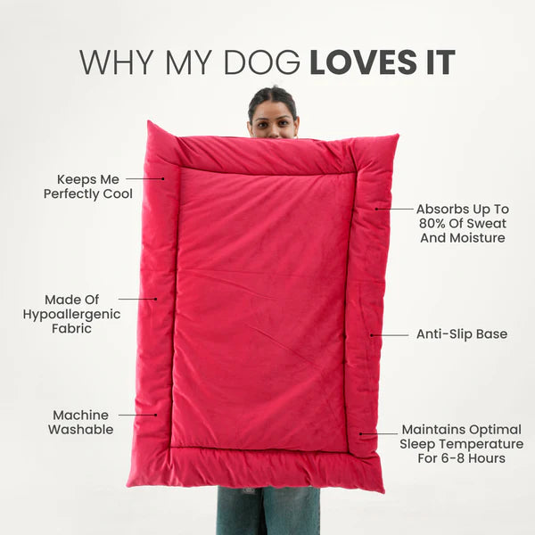  Buy Therma Flow Summer Dog Bed Petspalz  Petspalz