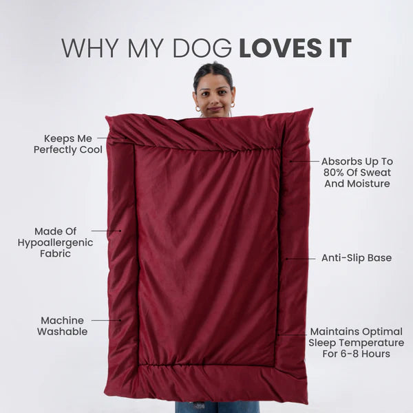  Buy Therma Flow Summer Dog Bed Petspalz  Petspalz