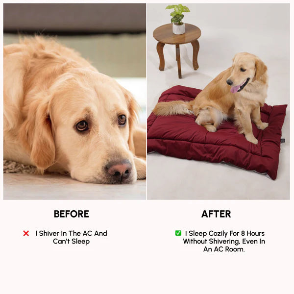  Buy Therma Flow Summer Dog Bed Petspalz  Petspalz