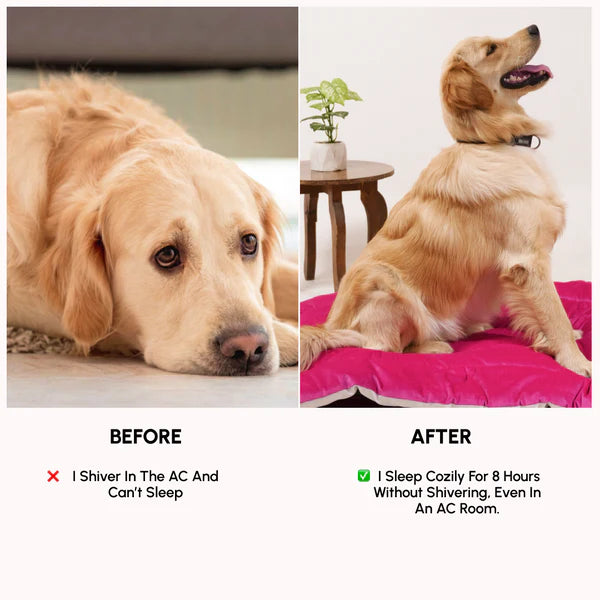  Buy Therma Flow Summer Dog Bed Petspalz  Petspalz