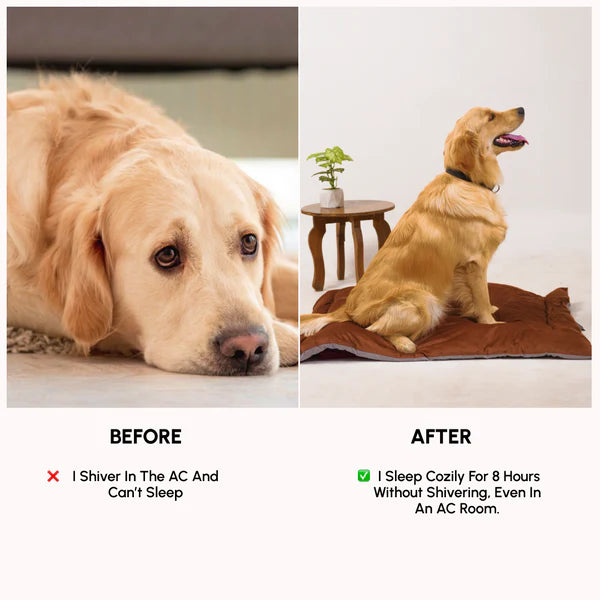  Buy Therma Flow Summer Dog Bed Petspalz  Petspalz