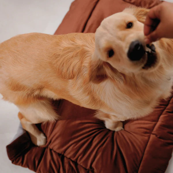  Buy Therma Flow Summer Dog Bed Petspalz  Petspalz