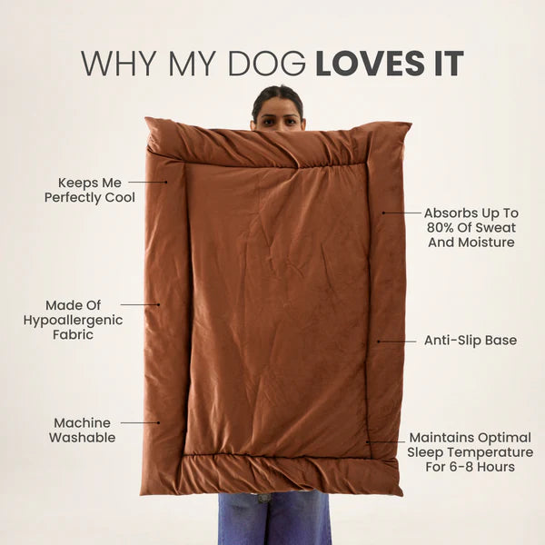  Buy Therma Flow Summer Dog Bed Petspalz  Petspalz
