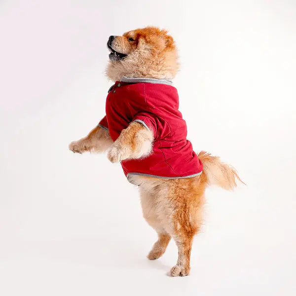  Tshirts for dogs - All Breeds Petspalz