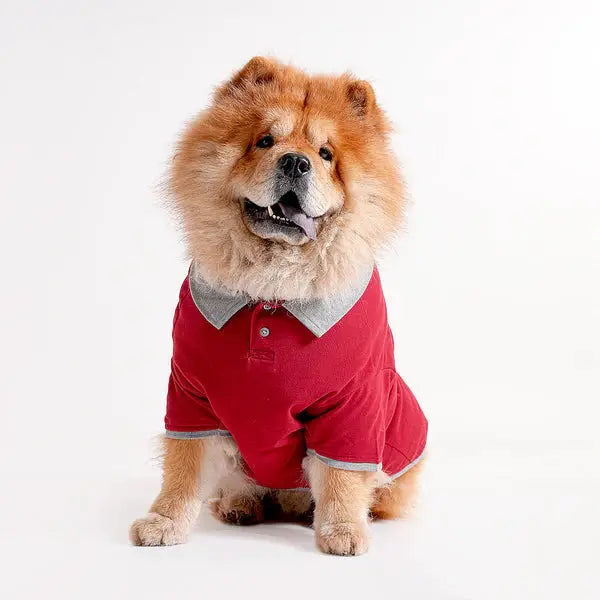  Tshirts for dogs - All Breeds Petspalz