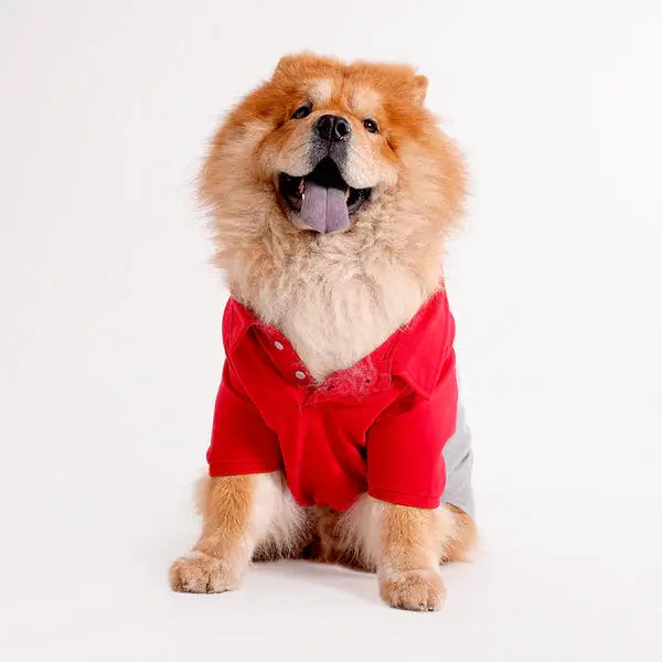  Tshirts for dogs - All Breeds Petspalz