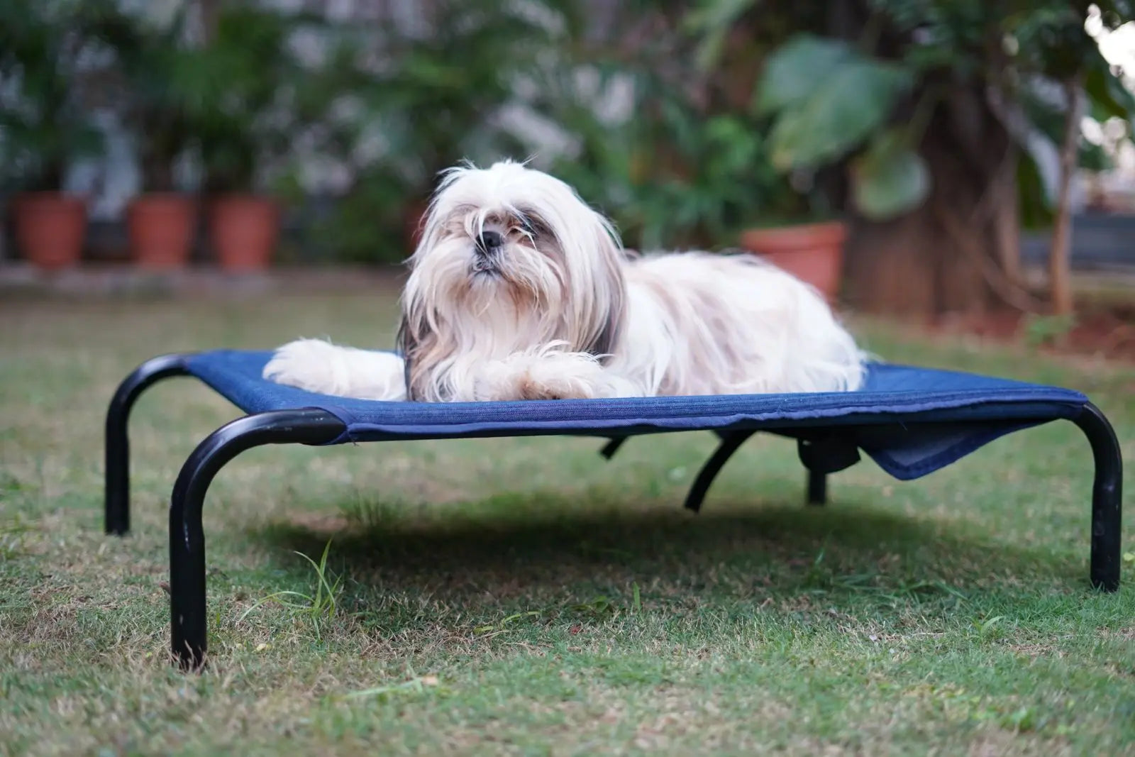  Washable Dog Beds for Large Dogs Petspalz