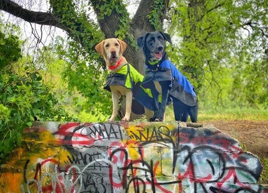 Waterproof Neon Green Winter Dog Jacket – Cold Weather Coat for Pets