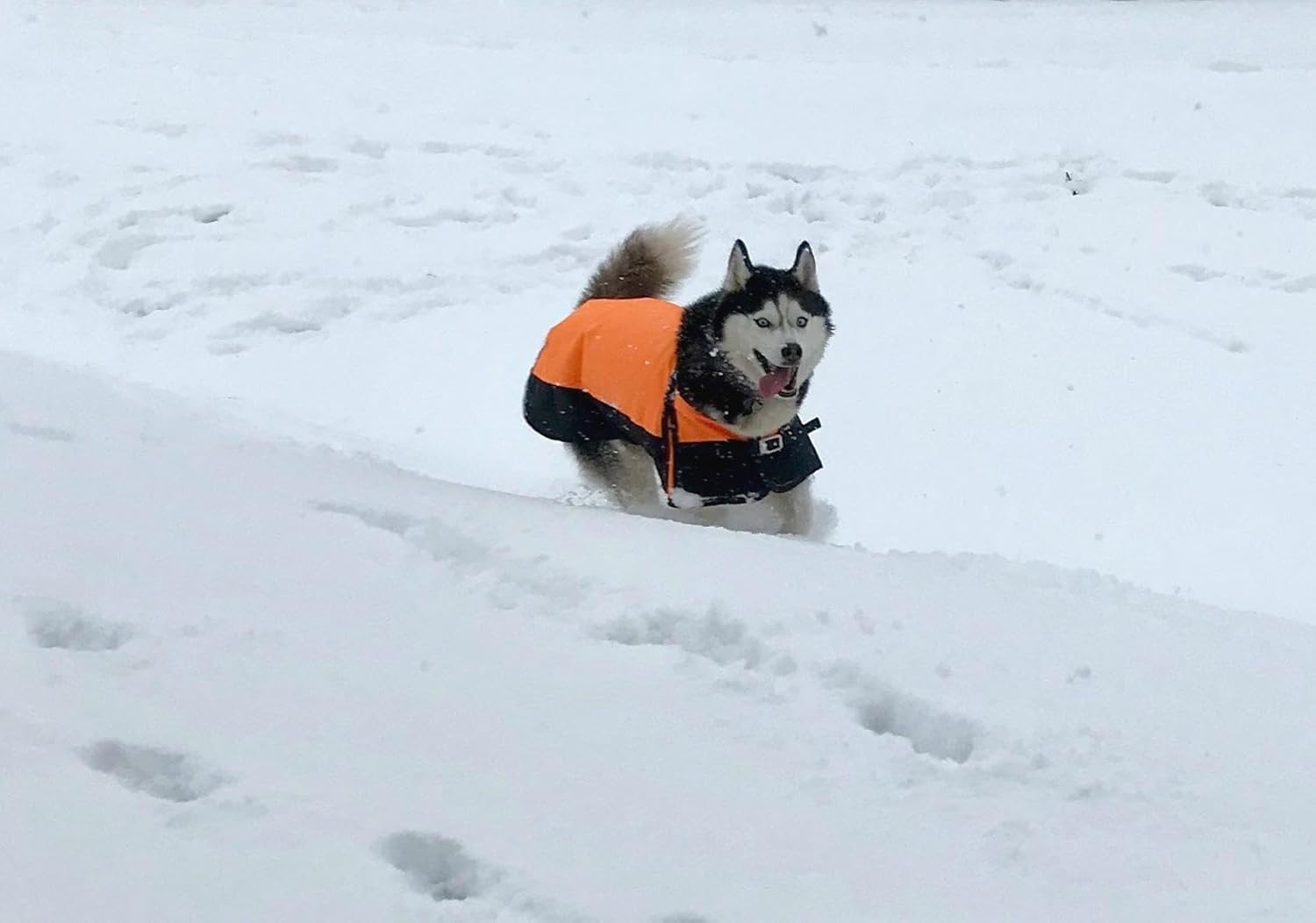 Waterproof Orange Winter Dog Jacket – Cold Weather Coat for Pets