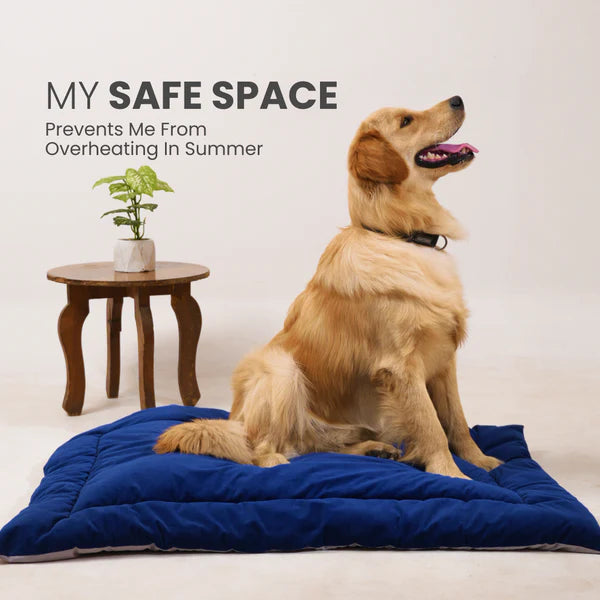 Buy Therma Flow Summer Dog Bed Petspalz at Best Price Online – golden retriever sitting on a Royal Blue cooling pet bed designed to prevent overheating in summer.