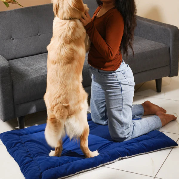Golden retriever sitting on Royal Blue Therma Flow Summer Dog Bed by Petspalz, a cooling pet bed ideal for summer comfort and luxury relaxation.