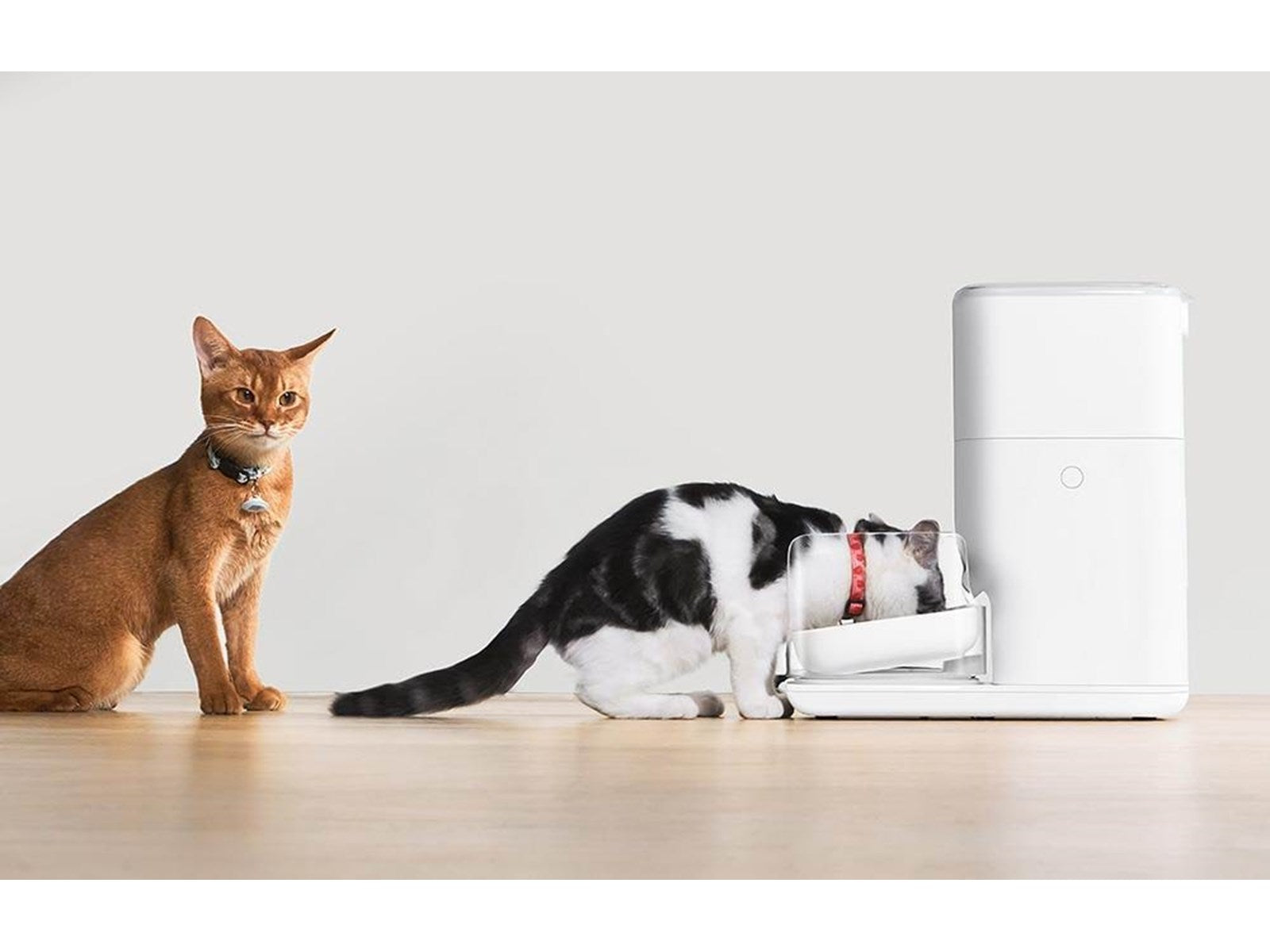 CATLINK automatic feeder RFID smart pet feeder