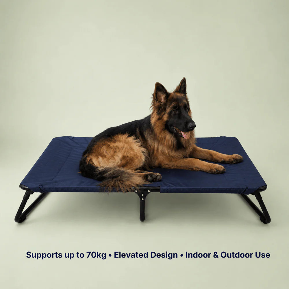 raised dog bed for large dogs
