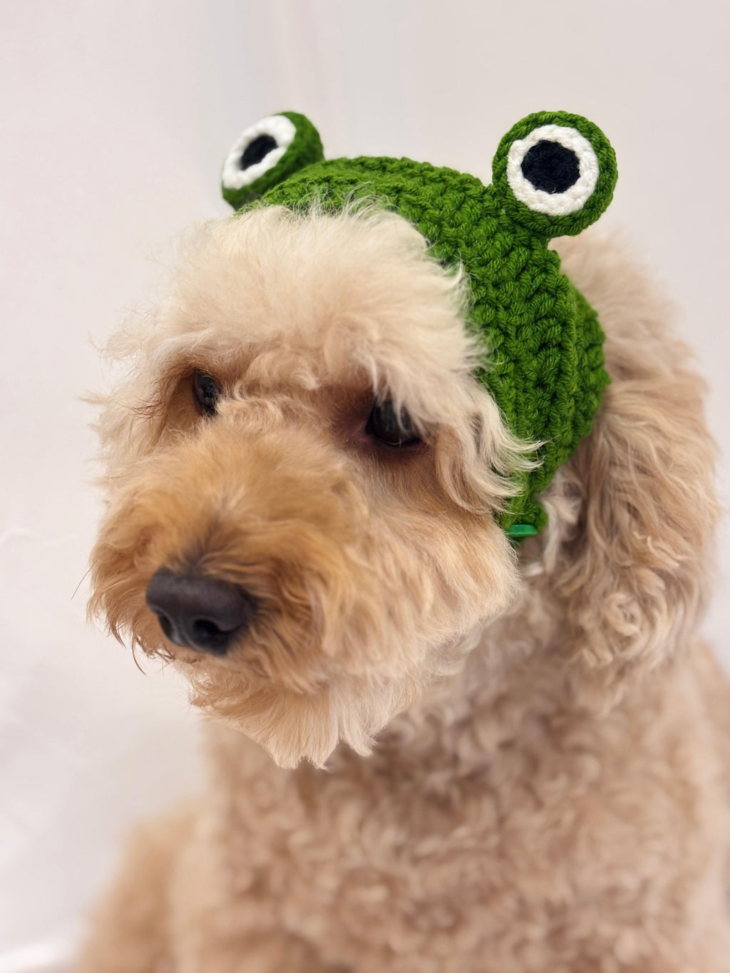 Cute frog-style crochet headband for pets  