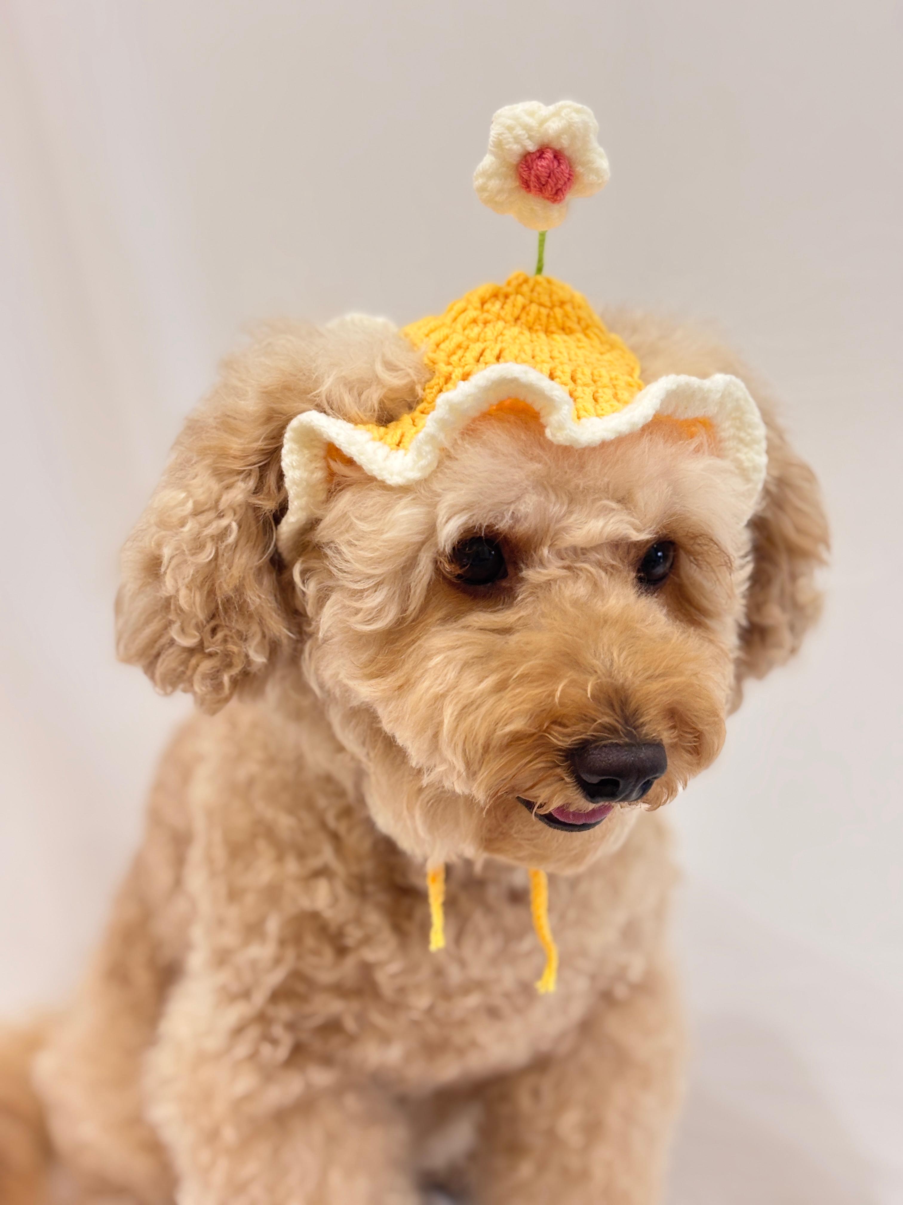 Yellow crochet pet cap with 3D daisy flower  