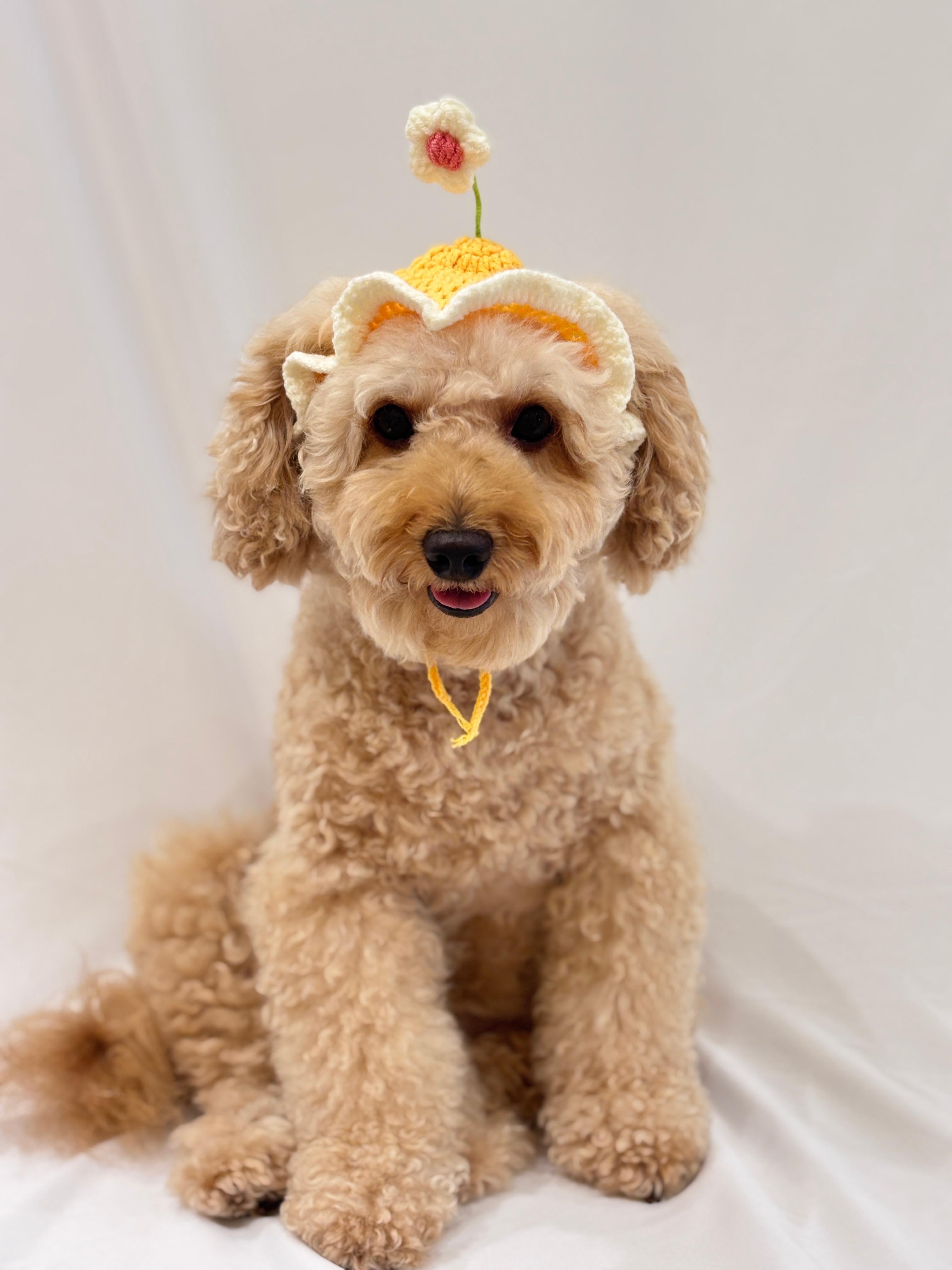 Yellow crochet pet cap with 3D daisy flower  