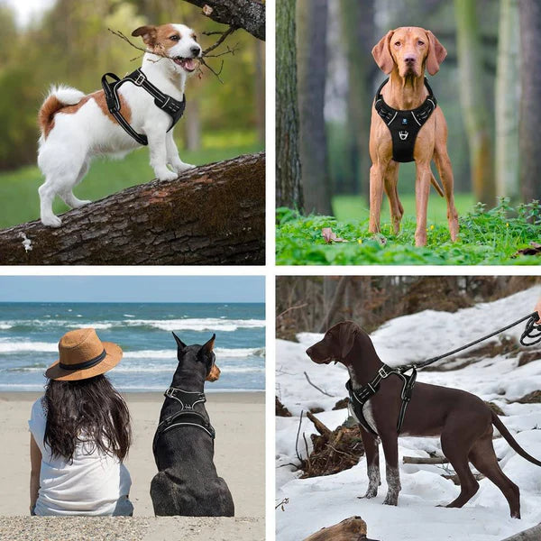 Petspalz