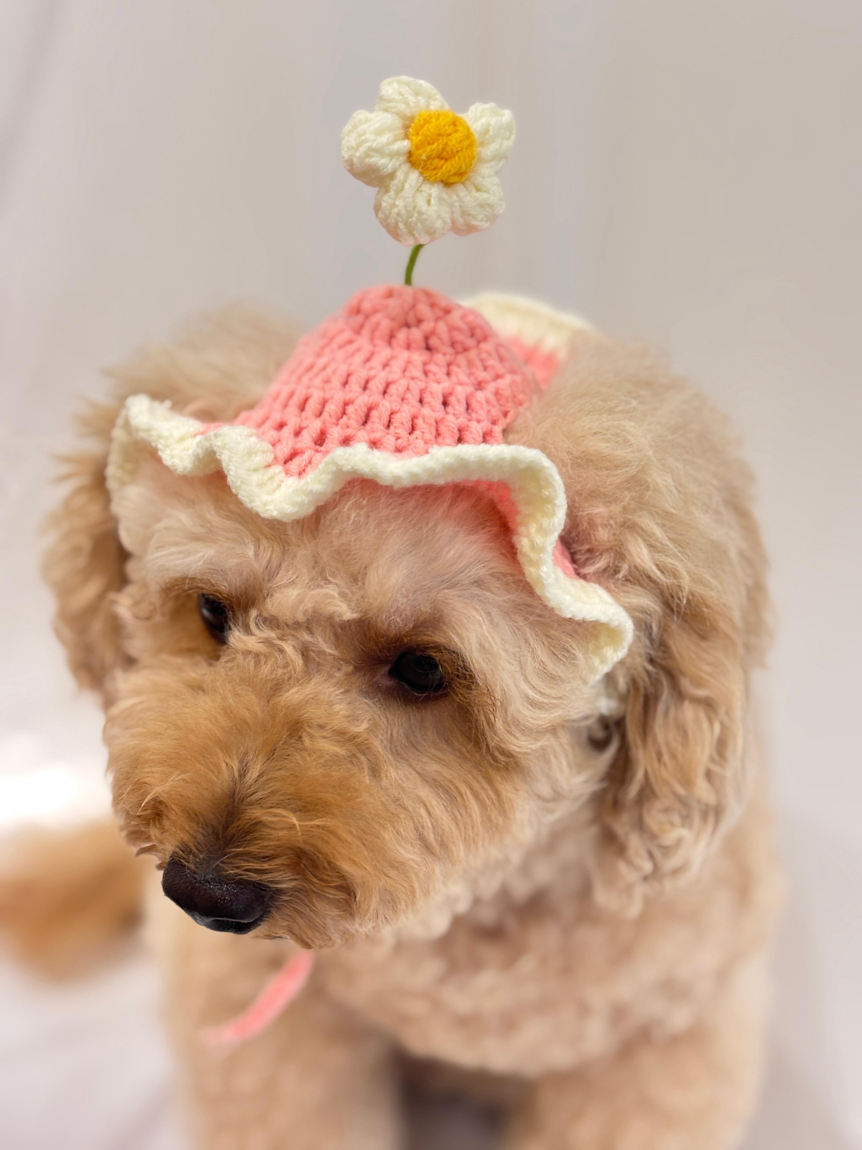 Cute spring-themed dog hat with ruffled white trim 