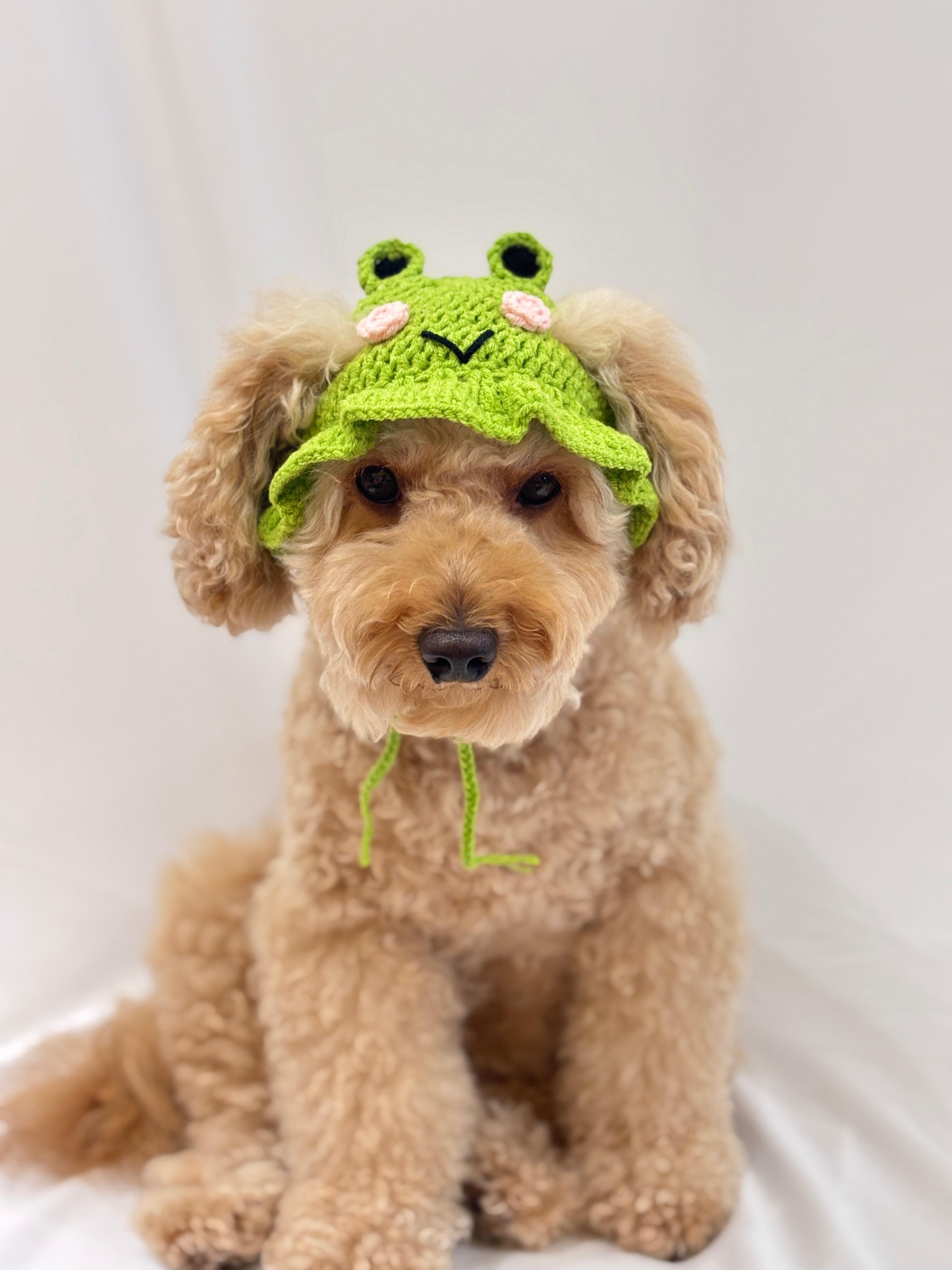 Cute frog design dog cap for small pets 