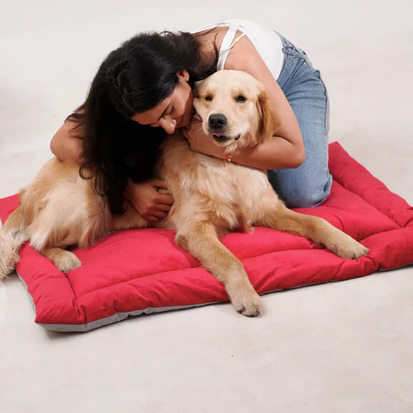 Golden retriever sitting on Hot Red Therma Flow Summer Dog Bed by Petspalz, a cooling pet bed ideal for summer comfort and luxury relaxation.
