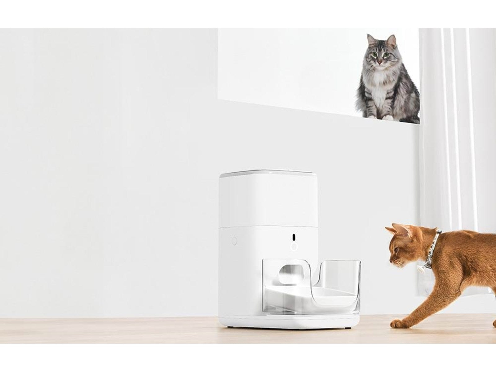 Smart 4L automatic feeder for cats and small dogs