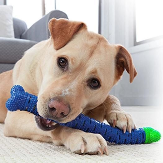 Durable silicone puppy chew toy for oral health